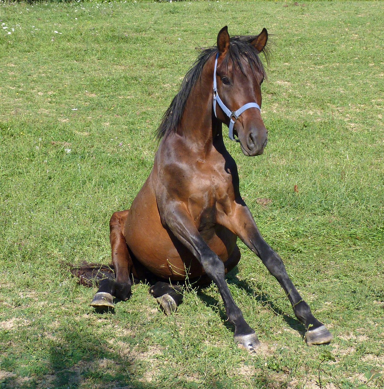 horse, comic, sitting, nature, humor