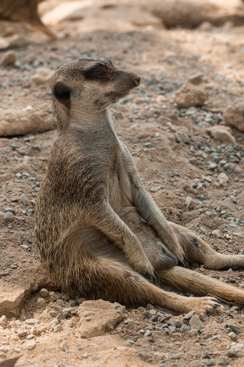 A meerkat sitting calmly on sandy ground in a natural setting.