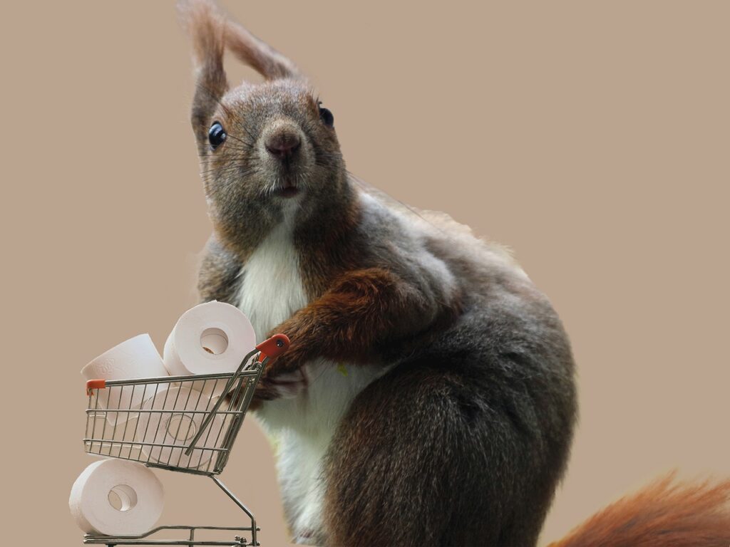 squirrel, shopping, toilette paper, corona, quarantine, brown shopping, squirrel, toilette paper, toilette paper, toilette paper, toilette paper, toilette paper
